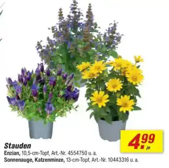toom Baumarkt Stauden Angebot