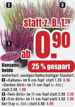 B1 Discount Baumarkt Garden Girls Knospenheide Angebot