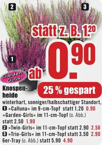 B1 Discount Baumarkt Garden Girls Knospenheide Angebot