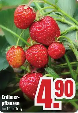 B1 Discount Baumarkt Erdbeerpflanzen Angebot