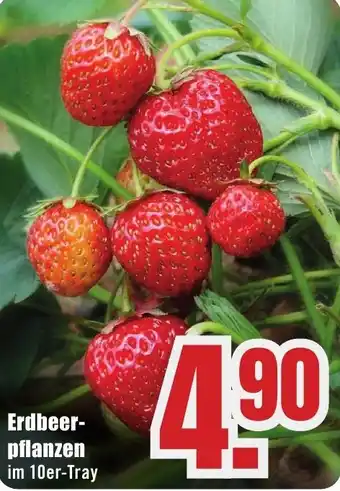 B1 Discount Baumarkt Erdbeerpflanzen Angebot