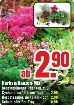 B1 Discount Baumarkt Herbstpflanzen-Mix Angebot