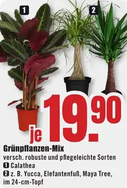 B1 Discount Baumarkt Grünpflanzen-Mix Angebot