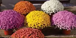 Hagebau Chrysanthemen Chrysanthemum indicum Angebot