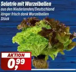 Simmel Salatrio mit Wurzelballen Angebot
