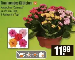 V Baumarkt Flammendes Käthchen Angebot
