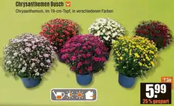 V Baumarkt Chrysanthemen Busch Angebot