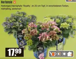 V Baumarkt Hortensie Angebot