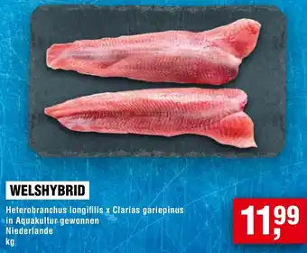 Handelshof Welshybrid Angebot