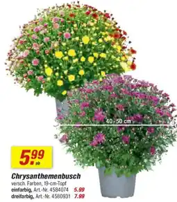 toom Baumarkt Chrysanthemenbusch Angebot