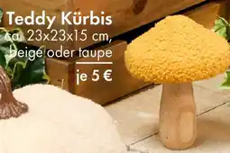TEDi Teddy Kürbis Angebot