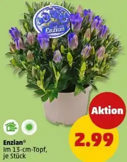 PENNY Enzian Angebot