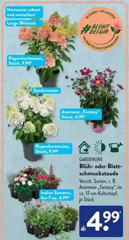 Aldi Süd GARDENLINE Blüh- oder Blattschmuckstaude Angebot