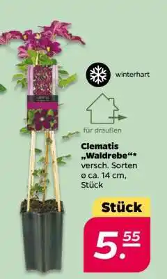 NETTO Clematis „Waldrebe“ Angebot