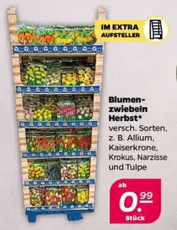 NETTO Blumenzwiebeln Herbst Angebot