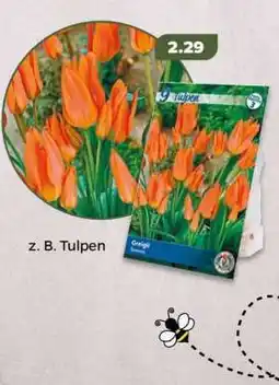 NETTO z. B. Tulpen Angebot