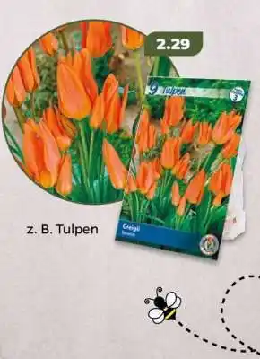 NETTO z. B. Tulpen Angebot