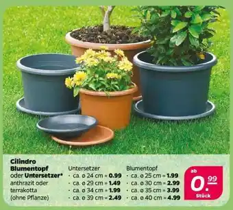 NETTO Cilindro Blumentopf oder Untersetzer Angebot