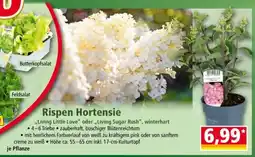 Norma Rispen Hortensie Angebot