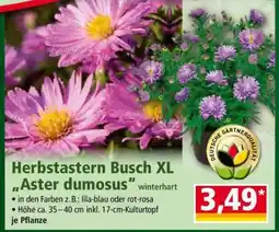 Norma Herbstastern Busch XL „Aster dumosus“ Angebot