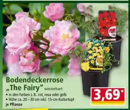 Norma Bodendeckerrose „The Fairy“ Angebot