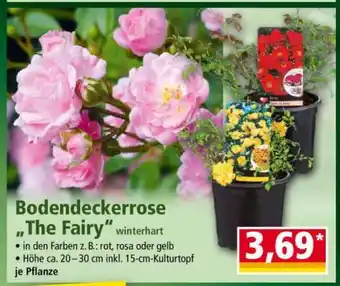 Norma Bodendeckerrose „The Fairy“ Angebot