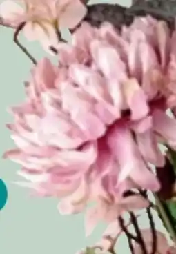 Thomas Philipps Deko-Chrysantheme Angebot