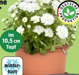 Thomas Philipps Chrysanthemen Patio Mum Angebot