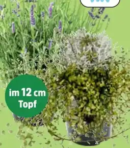 Thomas Philipps Lavendel Angebot