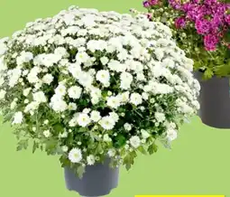Thomas Philipps Chrysanthemen Angebot