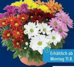 Lidl Chrysanthemen Angebot