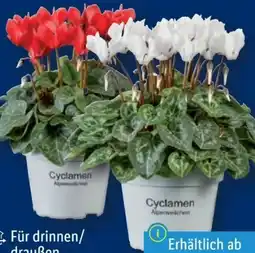 Lidl Alpenveilchen Angebot
