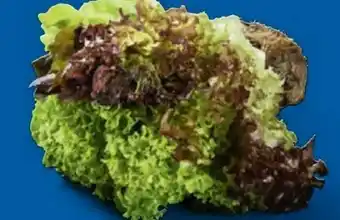 Lidl Salat Multicolor Angebot