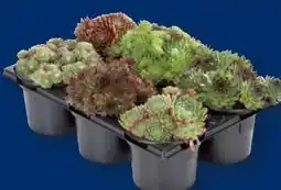 Lidl Sempervivum Angebot