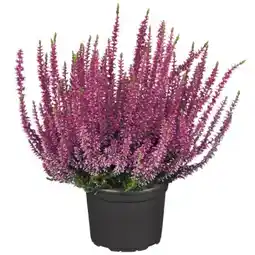 toom Baumarkt Toom Knospenheide Angebot