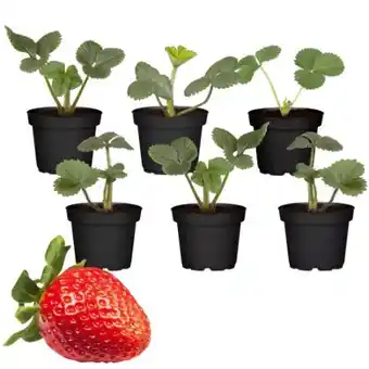 toom Baumarkt Toom Erdbeerpflanzen Angebot