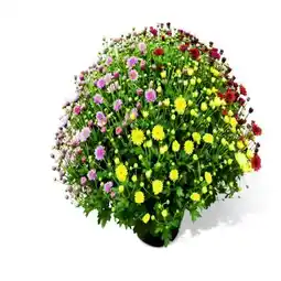 toom Baumarkt Chrysanthemenbusch Trio Angebot