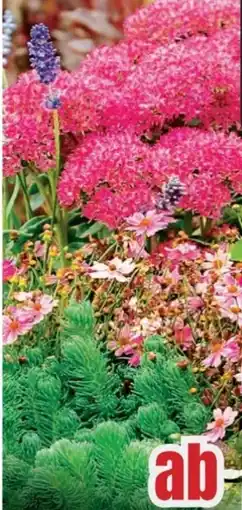 B1 Discount Baumarkt Herbstpflanzen Mix Trio Angebot