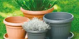 NETTO Blumentopf Angebot