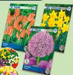 NETTO Herbst-Blumenzwiebeln Angebot