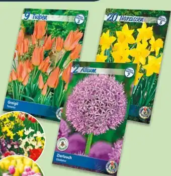 NETTO Herbst-Blumenzwiebeln Angebot