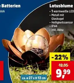Thomas Philipps Lotusblume Angebot