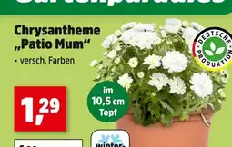 Thomas Philipps Chrysantheme 'patio mum' Angebot