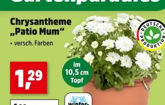 Thomas Philipps Chrysantheme 'patio mum' Angebot