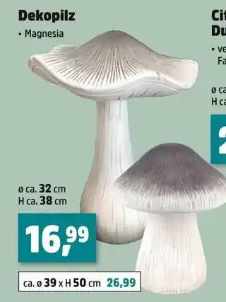 Thomas Philipps Dekopilz Angebot
