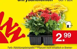 Zimmermann Chrysanthemen Angebot