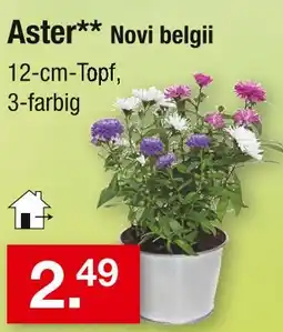 Zimmermann Aster** novi belgii Angebot
