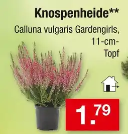 Zimmermann Knospenheide Angebot