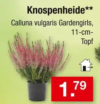Zimmermann Knospenheide Angebot