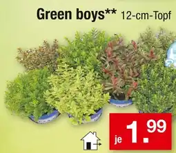 Zimmermann Green boys Angebot